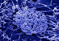 Biology (314) For Senior Secondary XIIth(12th) Biology (314) For Senior Secondary XIIth(12th)